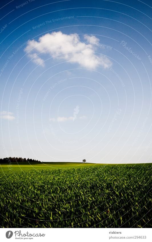 I´m a little tree in a big world. Environment Nature Landscape Sky Clouds Horizon Spring Tree Meadow Field Forest Far-off places Free Fresh Small Strong Blue