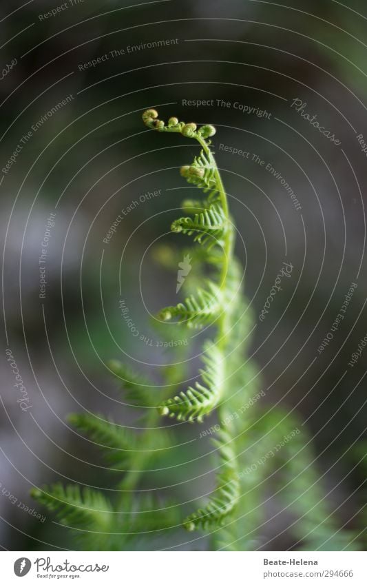 Ray of hope | Development Environment Nature Plant Summer Ivy Growth Esthetic Dark Green Anticipation Leaf bud Bright spot Fern leaf Shaft of light