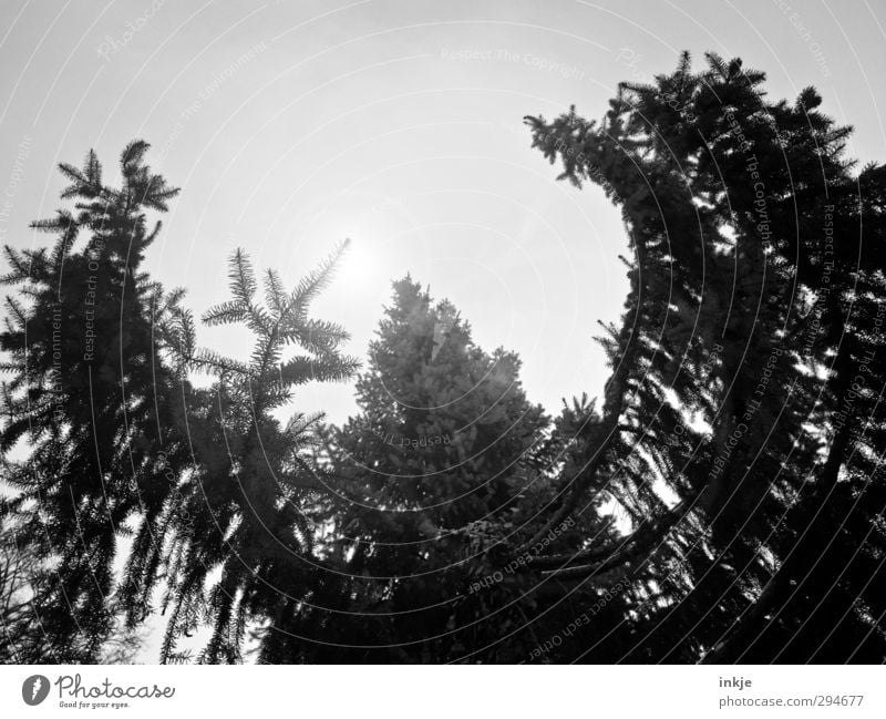 The forest is alive! | rays of hope Environment Sky Sun Sunlight Climate Weather Fog Tree Fir branch Spruce forest Fir tree Treetop Coniferous trees Forest