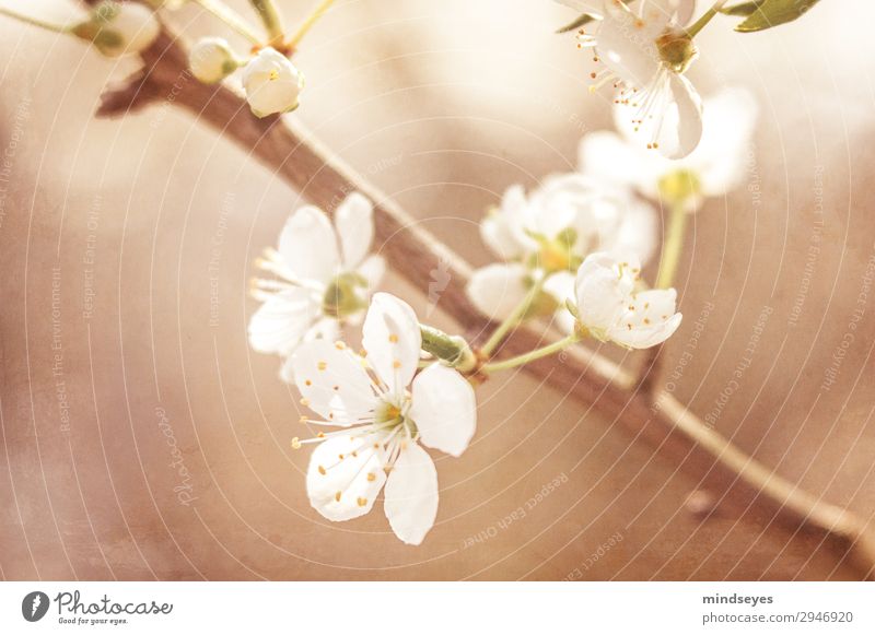 Cherry blossoms on twig Nature Plant Spring Twigs and branches Blossoming Growth Natural Beautiful Brown White Spring fever Life Dream Colour photo Close-up