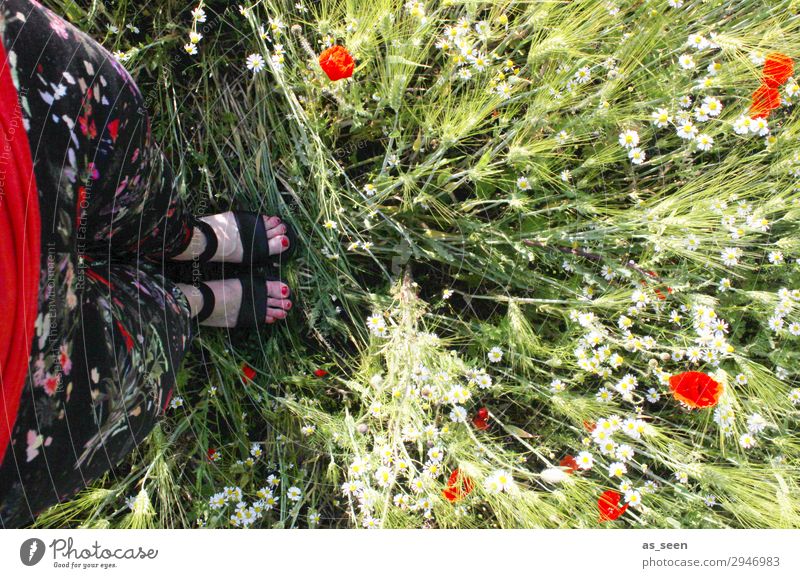 one with nature Nail polish Trip Summer Garden Woman Adults Legs Feet 1 Human being Nature Spring Beautiful weather Grass Blossom Poppy Poppy blossom Field