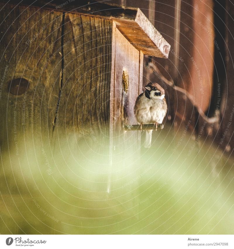 Quiet in there! Birdhouse Nesting box Wooden house Wooden hut Animal Sparrow 1 Observe Sit Living or residing Simple Brash Friendliness Natural Curiosity Brown