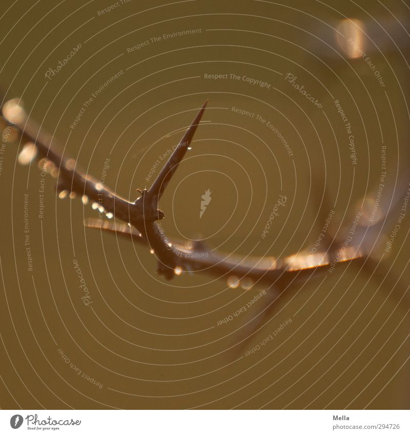 Thorn bird without bird Environment Nature Plant Drops of water Wild plant Branch Twig Prickly bush Illuminate Growth Natural Point Brown Green Bizarre