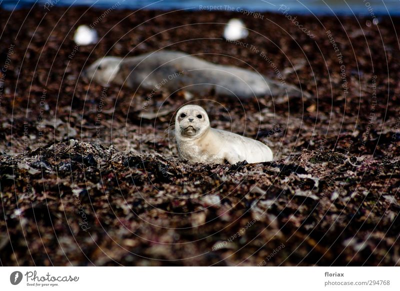 Little seal Vacation & Travel Tourism Ocean Island Science & Research Environment Nature Animal Climate change Coast Beach North Sea Wild animal Animal face