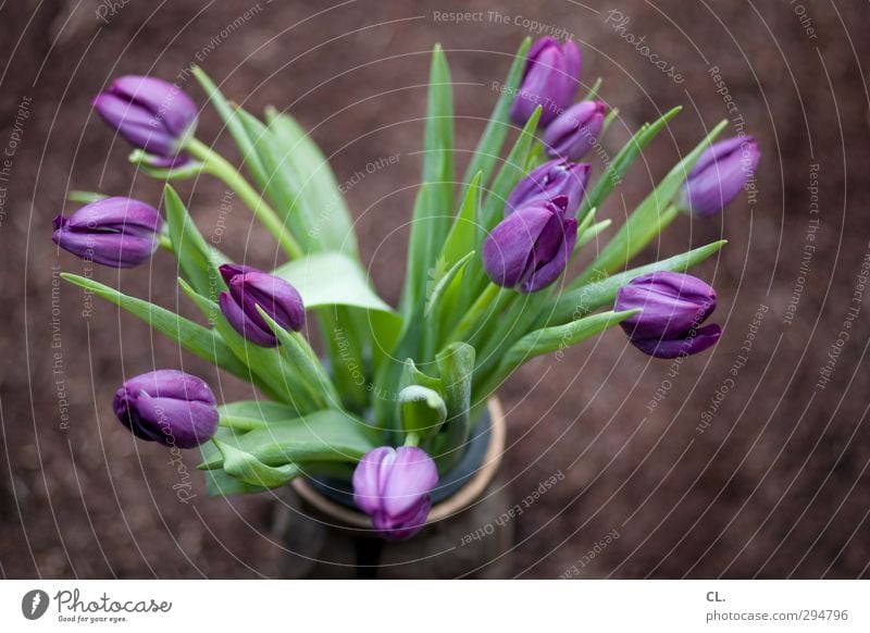 tulips Plant Earth Spring Summer Beautiful weather Flower Tulip Garden Park Faded Esthetic Green Violet Happy Joie de vivre (Vitality) Spring fever Anticipation