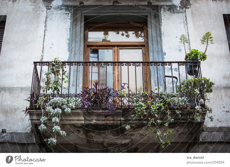 window to the courtyard II Lifestyle Vacation & Travel Tourism Summer Summer vacation Living or residing Flat (apartment) House (Residential Structure)