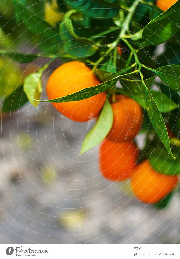 orange tree Environment Nature Plant Earth Summer Beautiful weather Tree Leaf Foliage plant Agricultural crop Exotic Garden Park Field Hang Growth Orange tree