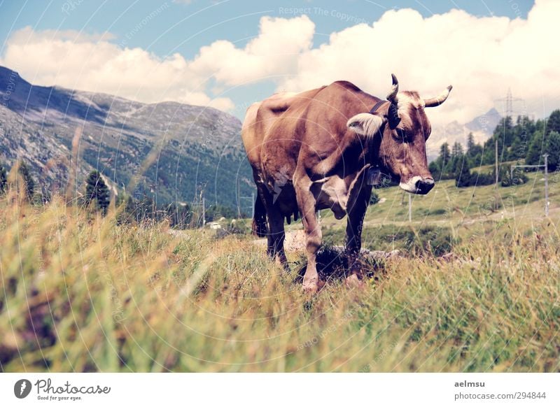 Bernina Cow Vacation & Travel Tourism Trip Summer Summer vacation Mountain Hiking Nature Alps Animal Farm animal 1 Calm Engadine Bernina Mountains Bernina pass