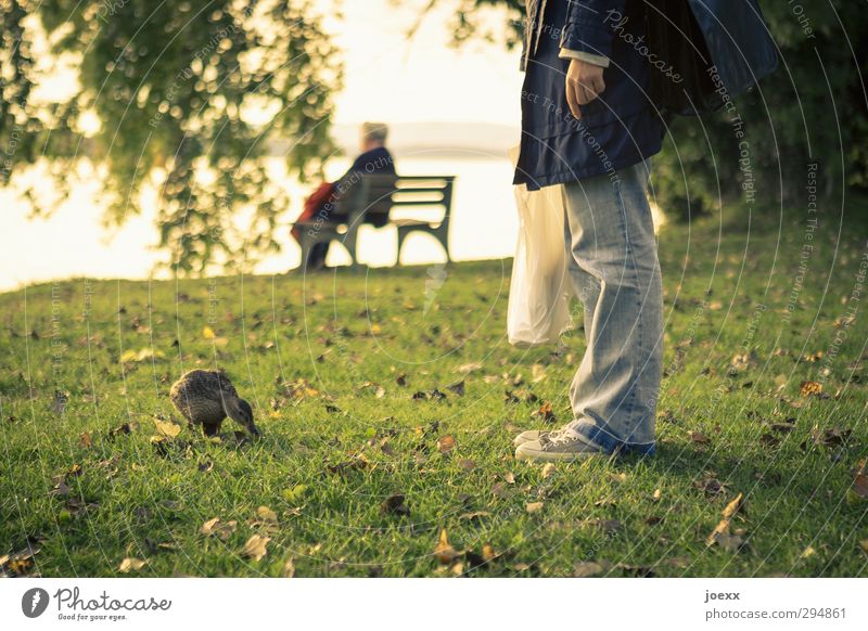 The old woman and the lake Young woman Youth (Young adults) Female senior Woman Senior citizen Life 2 Human being Animal Bird Duck 1 Feeding Sit Stand Old Blue