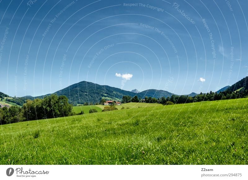 Where's Heidi? Environment Nature Landscape Cloudless sky Summer Beautiful weather Bushes Meadow Hill Alps Mountain Fresh Sustainability Loneliness Relaxation