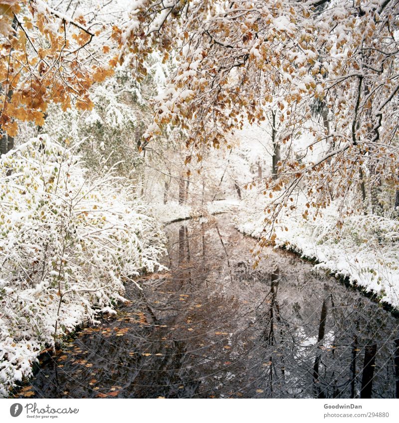 One of those days. Environment Nature Weather Beautiful weather Snow Plant Tree Bushes Park Brook Exceptional Fantastic Cold Many Wild Moody Colour photo