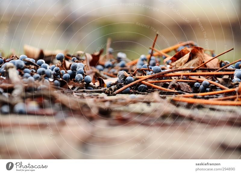 Temptation. Fruit Wine Nature Plant Autumn Winter Weather Bad weather Fog Rain Bushes Leaf Agricultural crop Park Cold Brown Colour photo Subdued colour