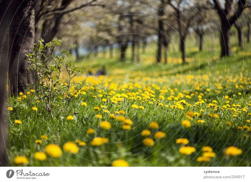 how much longer? Healthy Harmonious Well-being Relaxation Calm Trip Far-off places Freedom Environment Nature Landscape Spring Beautiful weather Tree Flower