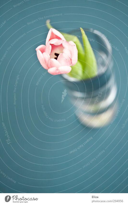 tulip Flower Fresh Tulip Pink Delicate Spring Vase Decoration Simple Colour photo Subdued colour Interior shot Copy Space top Copy Space bottom