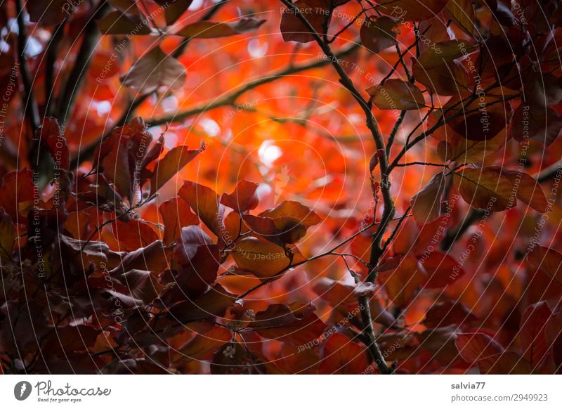 ray of hope Environment Nature Plant Autumn Tree Bushes Leaf Twigs and branches Beech tree Autumnal colours copper beech Park Forest Protection Hope Belief