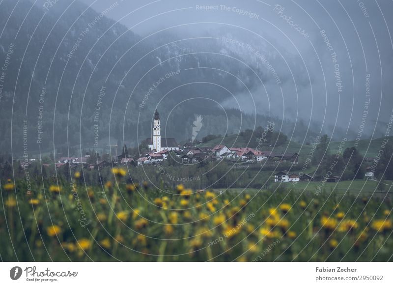 Dandelion field above Nesselwang Mountain Nature Landscape Plant Clouds Fog Flower Meadow Alps nettle-cracking Germany Village Deserted Church Allgäu Bavaria