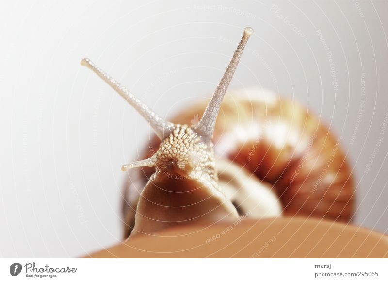 Don't look at me like that! Animal Wild animal Snail Vineyard snail 1 Observe Movement Looking Curiosity Cute Slimy Brown Colour photo Subdued colour Close-up