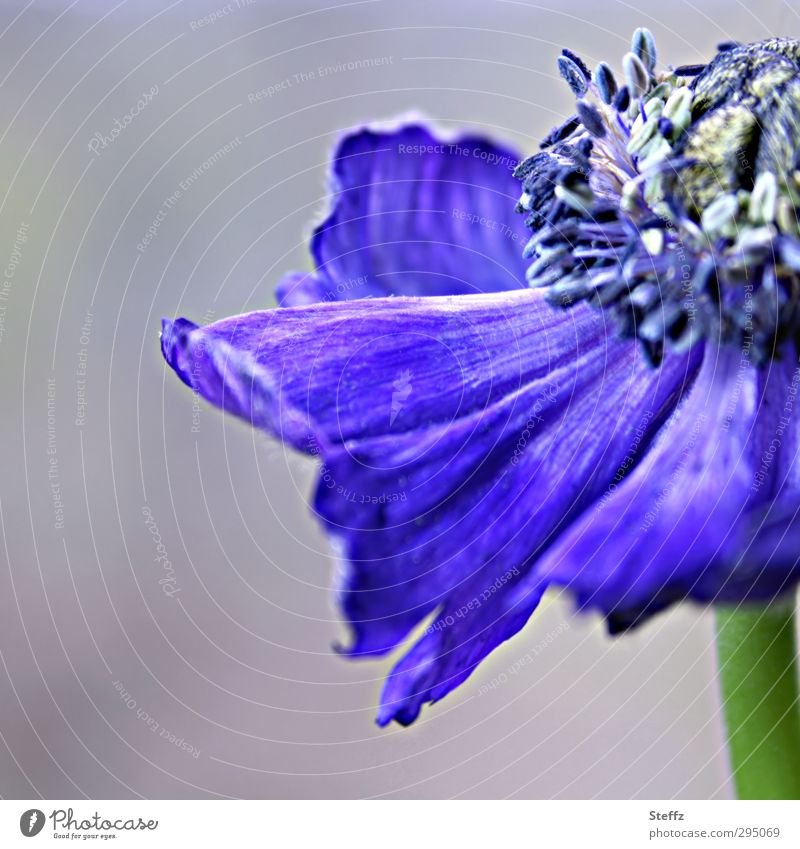 purple anemone Crown Anemone Blossom flowering anemone blossom Faded transient Transience flowering flower Blue flower purple blue Spring flower dark blue