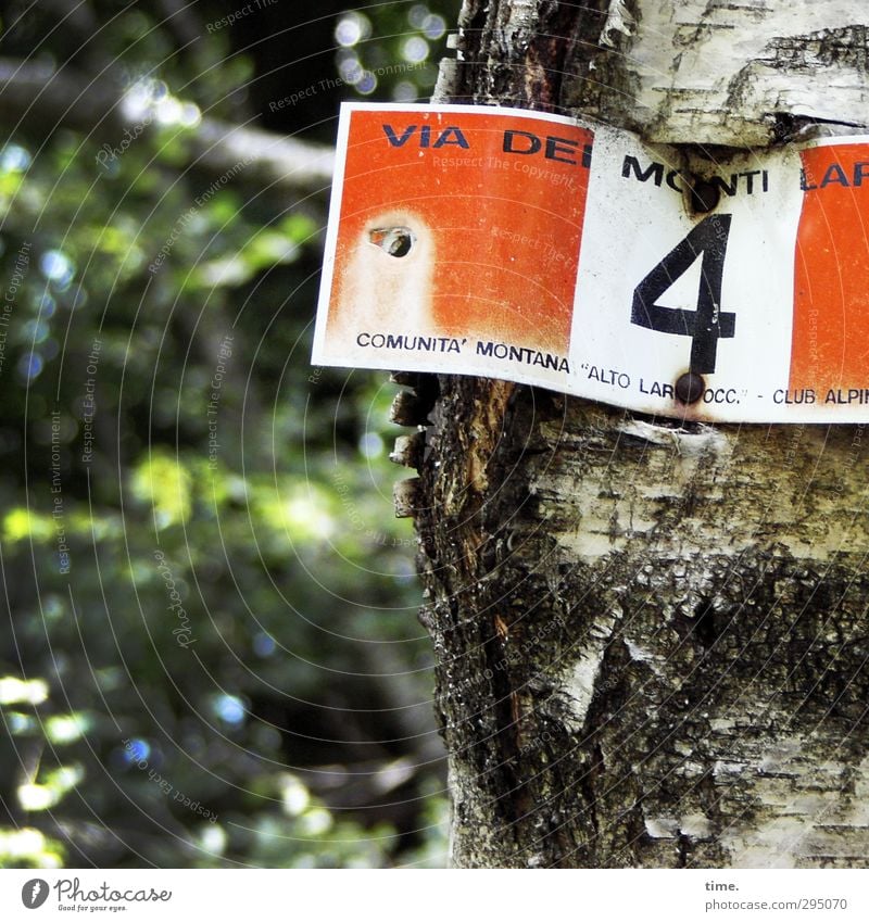 via dei monti, la quarta Nature Plant Summer Tree Forest Birch tree Birch wood Birch bark Digits and numbers Signs and labeling Green Red White Help Arrangement