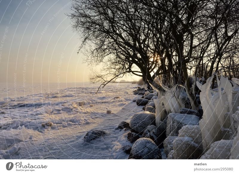 Easter walk Environment Landscape Plant Sky Cloudless sky Sunrise Sunset Spring Winter Weather Beautiful weather Ice Frost Snow Tree Coast Beach Baltic Sea