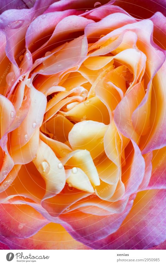 Rose blossom with water drops Nature Plant Summer Autumn Blossom Garden Park Blossoming Fragrance Illuminate Yellow Orange Pink Transience Drops of water