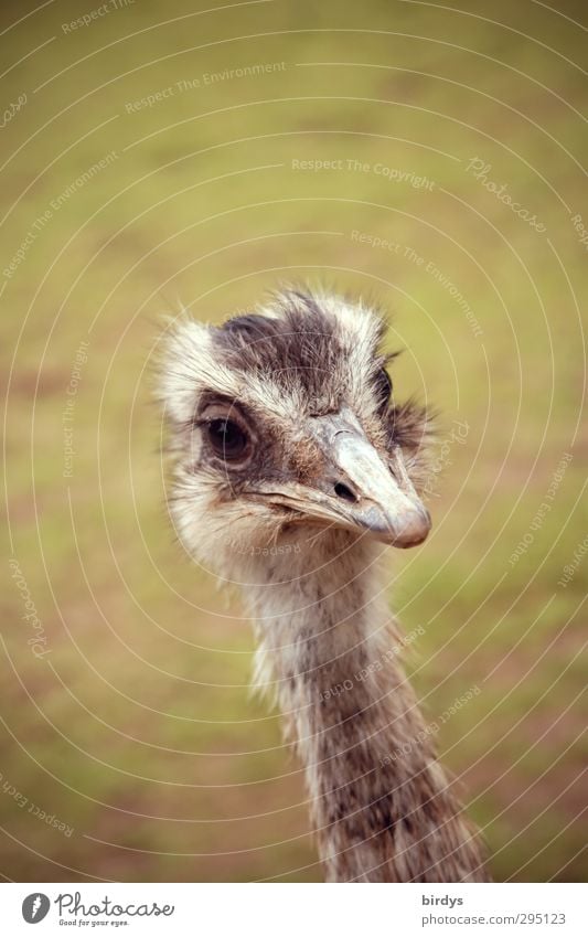 Ostrich face Animal face Flightless bird 1 Observe Looking Friendliness Love of animals Nature Emu Neck Eyes Australia Colour photo Subdued colour Exterior shot