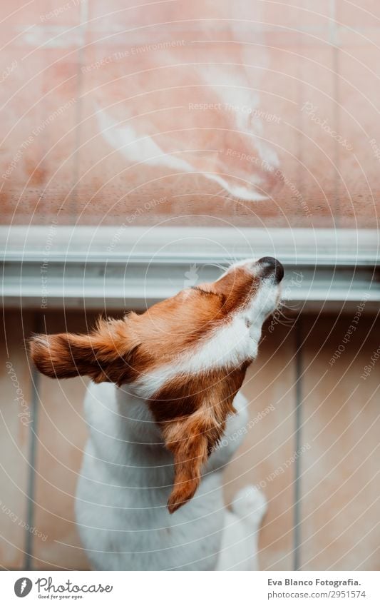 cute small dog sitting by the window. Rainy day Lifestyle Beautiful Winter House (Residential Structure) Room Animal Drops of water Clouds Storm clouds Spring