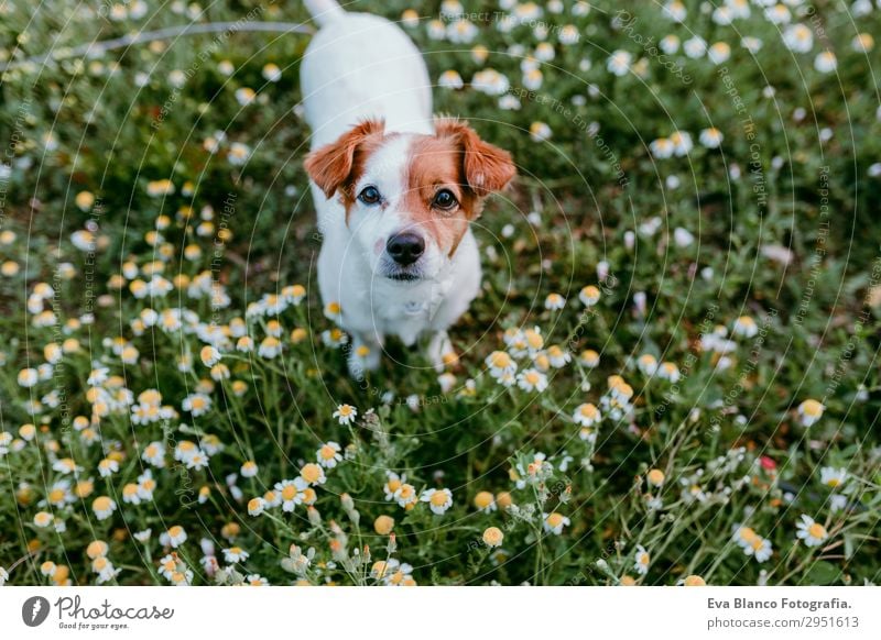 cute small dog sitting in a daisy flowers field. springtime Lifestyle Beautiful Leisure and hobbies Hunting Family & Relations Friendship Nature Landscape Plant