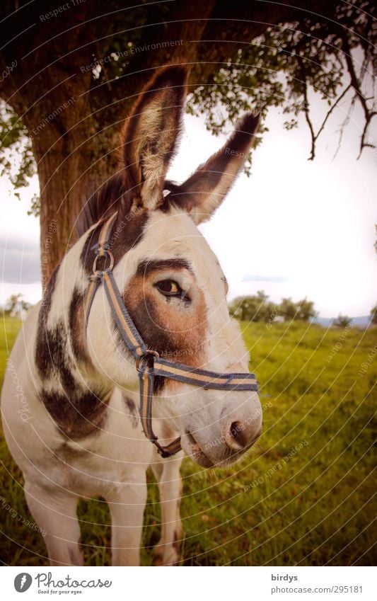 Donkey looks into the camera Mule 1 Animal Observe Looking pretty Funny Curiosity Mistrust Innocent Exterior shot Deserted Day Animal portrait Front view