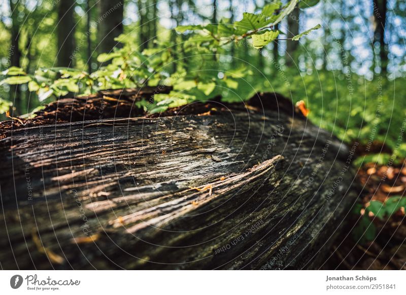 Sunrays on tree trunks in the forest Nature Landscape Plant Spring Forest Growth Green May Saxony Sunbeam Branch Twig Tree trunk Wood Nature reserve