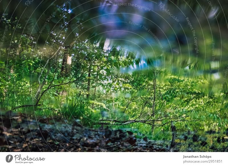 Reflection of the forest in the brook Nature Landscape Plant Spring Forest Growth Green May Saxony Water Surface of water Wet Pond Brook Lake Forest walk