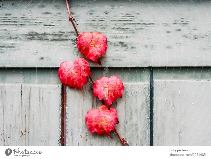 red leaves from wild wine at a wooden door Environment Nature Landscape Plant Summer Autumn Foliage plant Wild plant Growth Change Seasons Background picture