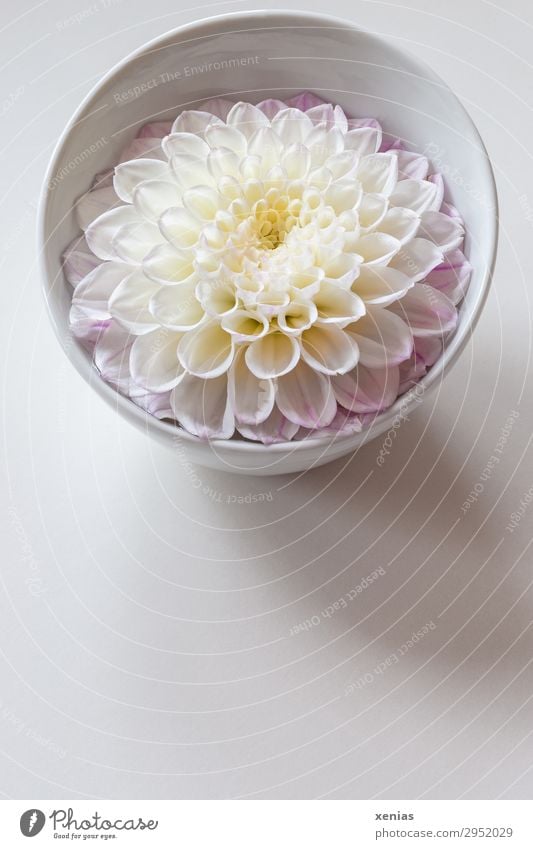 Dahlia flower in bowl Bowl Summer Autumn Blossom Round Yellow Pink White Colour photo Studio shot Deserted Copy Space bottom