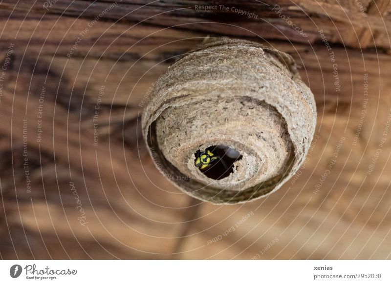 Wasp in the wasp nest Nature Animal Spring Summer Wild animal Wasps Insect 1 Build Living or residing Brown Yellow Black Wasps' nest Diligent Colour photo