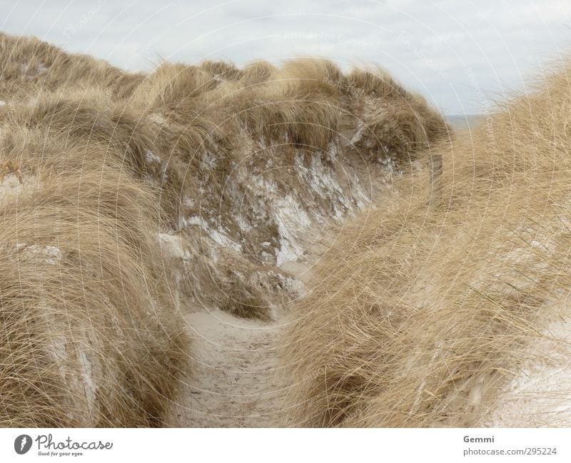 dune winter Environment Nature Landscape Plant Earth Sand Clouds Spring Ice Frost Snow Grass marram grass Coast Beach North Sea Island Amrum dunes