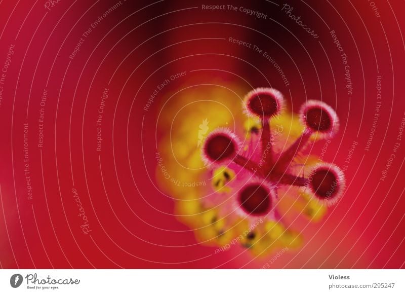 5 Points Agreement Plant Blossom Exotic Fantastic Red Elegant Hibicus blossom Pistil Malvoid Sea Colour photo Macro (Extreme close-up) Blur