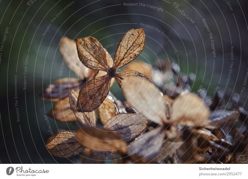 Dried hydrangea Nature Plant Autumn Blossom Hydrangea Hydrangea blossom Garden Dry Subdued colour Exterior shot Close-up Macro (Extreme close-up) Deserted