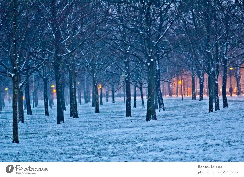 Everyone has his good sides ... Nature Landscape Weather Snow Tree Forest Prater Vienna Downtown Breathe Observe Going Illuminate Authentic Blue Yellow Moody