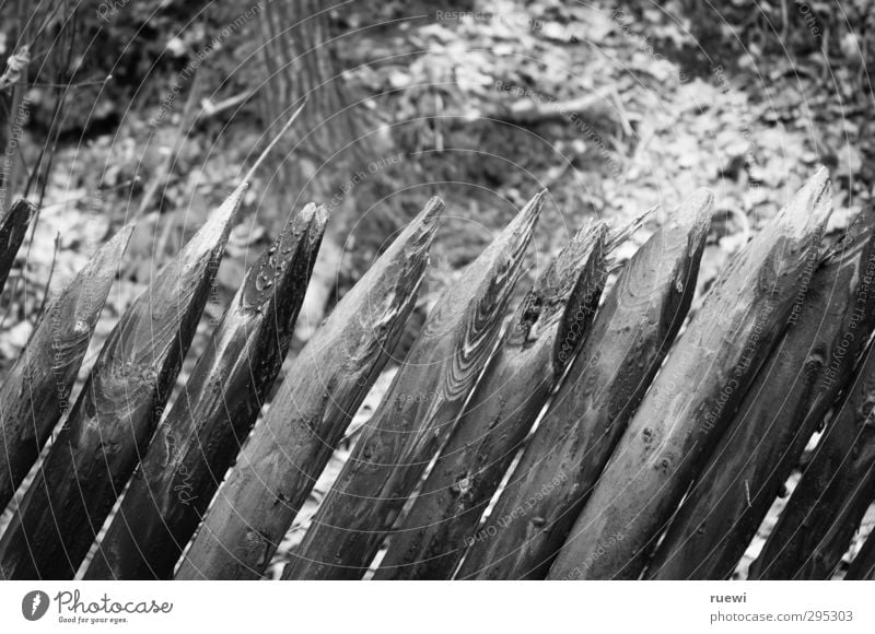 //////// Living or residing Garden Fence post Boundary line Real estate Gardening Landscape Autumn Forest Wood Old Firm Point Gloomy Gray Black White Safety