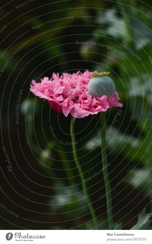 Poppy flower with unfocused background. Herbs and spices Organic produce Vegetarian diet Beautiful Summer Sun Garden Environment Nature Plant Flower Leaf