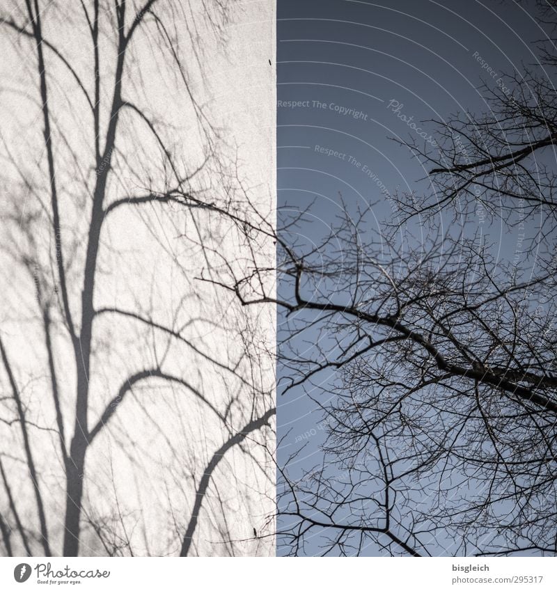 shadow tree Sky Cloudless sky Winter Tree Wall (barrier) Wall (building) Blue Gray Black Shadow Shadow play Colour photo Subdued colour Exterior shot Deserted