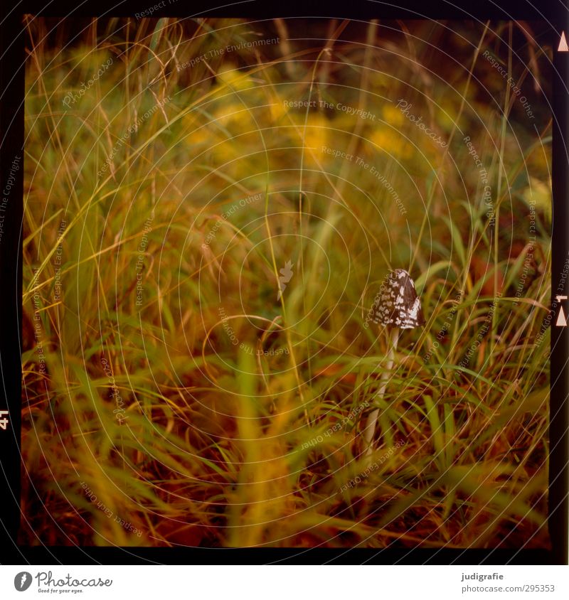 Meadow with mushroom Environment Nature Plant Grass Wild plant Mushroom Forest Growth Near Natural Life Colour photo Exterior shot Day Light Blur