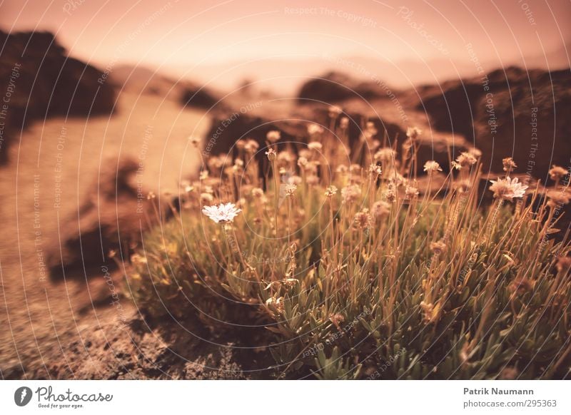 Spring? Environment Nature Landscape Plant Sand Sky Horizon Sun Summer Climate change Beautiful weather Grass Bushes Blossom Exotic Mountain Volcano Teide