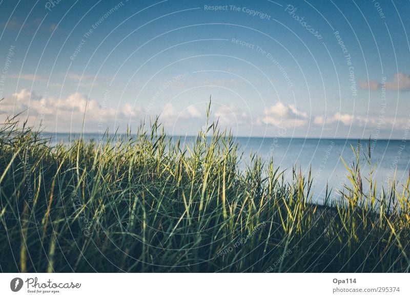 sea view Environment Nature Landscape Plant Animal Clouds Sun Summer Beautiful weather Bushes Foliage plant Coast Beach North Sea Ocean Lake Relaxation Infinity