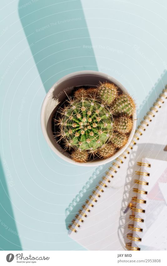 workspace desk with notebook pencil and cactus Desk Table Work and employment Workplace Office Business Cactus Paper Pen Modern Above lay flat background Pencil