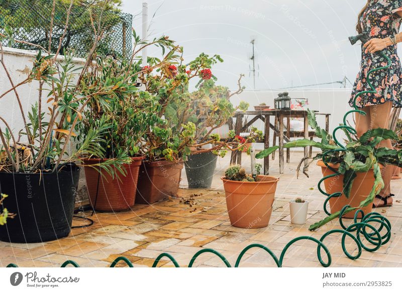 Woman in flowered dress watering plants with hose in summer- Lifestyle Beautiful Leisure and hobbies Summer Garden Work and employment Gardening Tool