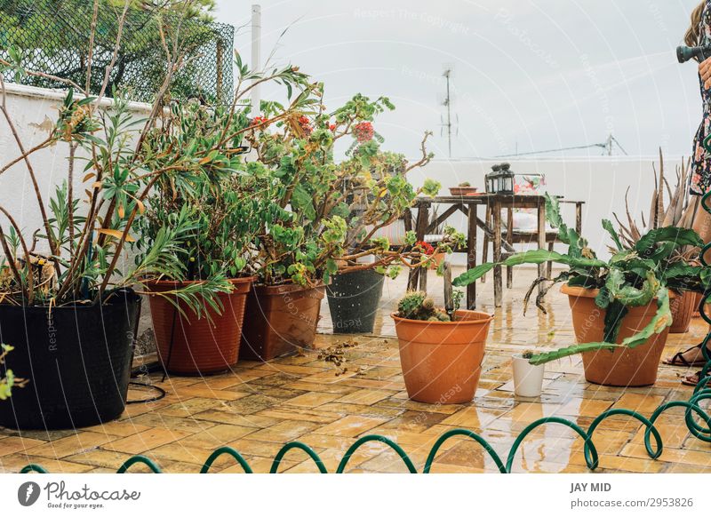 Woman in flowered dress watering plants with hose in summer- Lifestyle Beautiful Leisure and hobbies Summer Garden Work and employment Gardening Tool