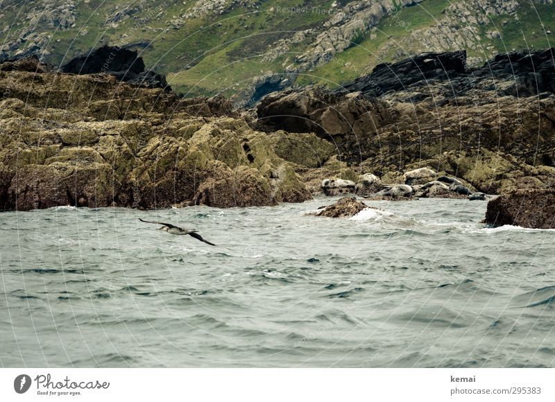 Rocky shore Environment Nature Landscape Water Summer Bad weather Hill Waves Coast Ocean Island England Wild animal Bird Harbour seal 1 Animal Group of animals