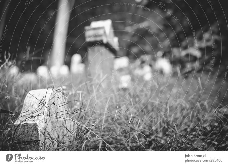 Old gravestones | Venezia IV Venice Italy Port City Old town Cemetery Tourist Attraction Dark Creepy Historic Compassion To console Sadness Grief Death Idyll