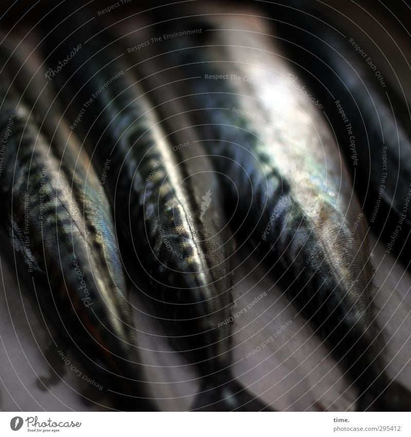 Friday is fish day Farm animal Scales Fish Mackerel 4 Animal Esthetic Glittering Death Rigor mortis Dead animal Food Colour photo Detail Deserted